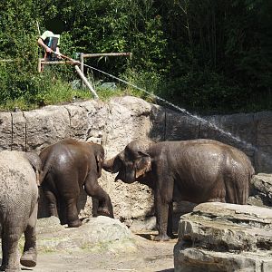 Asian elephants (Elephas maximus) getting a shower, 2024-06-23