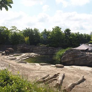 Jungola - Asian elephant exhibit, 2024-06-23