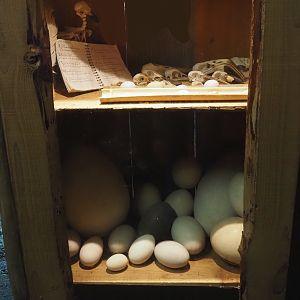 Jungola - Display of eggs and bird skulls in Rimbula greenhouse entrance area, 2024-06-23