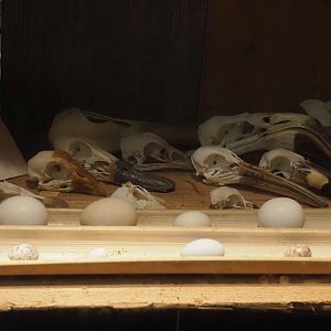 Jungola - Display of bird skulls in Rimbula greenhouse entrance area, 2024-06-23