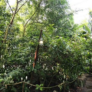 Jungola - View in Birdy Bush in Rimbula greenhouse, 2024-06-23
