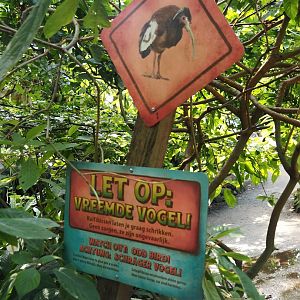 Birdy Bush - Madagascar crested ibis warning sign, 2024-06-23