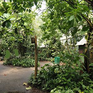 Jungola - View in Birdy Bush in Rimbula greenhouse, 2024-06-23