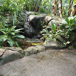 Pond in Birdy Bush, 2024-06-23