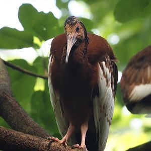 Juvenile Western Madagascar crested ibis (Lophotibis cristata urschi), 2024-06-23