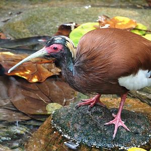 Western Madagascar crested ibis (Lophotibis cristata urschi), 2024-06-23