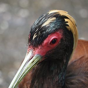 Western Madagascar crested ibis (Lophotibis cristata urschi), 2024-06-23
