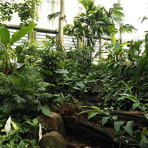 Jungola - View in Birdy Bush in Rimbula greenhouse, 2024-06-23