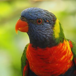 Rainbow lorikeet (Trichoglossus moluccanus), 2024-06-23