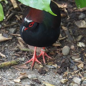 Crested wood partridge (Rollulus rouloul), 2024-06-23