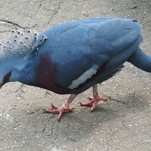 Victoria crowned pigeon (Goura victoria), 2024-06-23