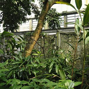 Birdy Bush - Off-show bird exhibits, 2024-06-23