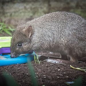 Gerald the male Brush-tailed Bettong