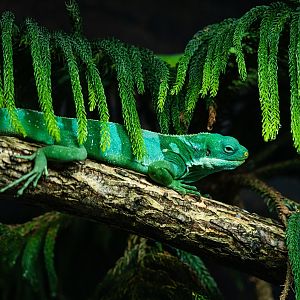 Norm the male Fiji Banded Iguana
