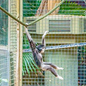 Mileena the young female Lar Gibbon