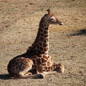 Giraffe Calf