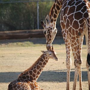 Giraffe Calf with mom