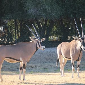 Beisa Oryx (Oryx beisa)