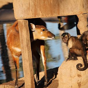 Sitatunga and Capuchins