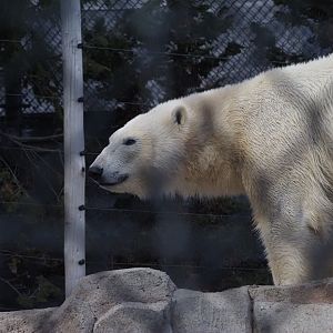 Polar Bear 1