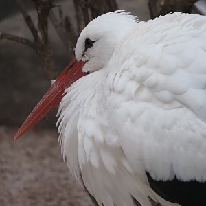 White Stork