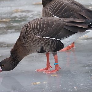 Lesser White-Fronted Geese