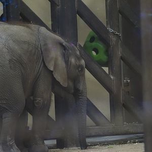 African Bush Elephant Calf "Kirkja" and Her Mother "Renee" 1