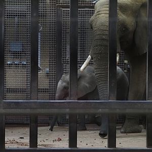 African Bush Elephant Calf "Kirkja" and Her Mother "Renee" 2
