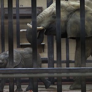 African Bush Elephant Calf "Kirkja" and Her Mother "Renee" 3
