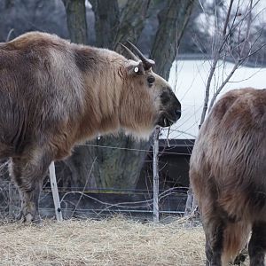 Sichuan Takin