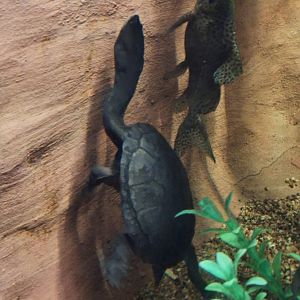 Snake-necked turtle and squeaker catfish ID