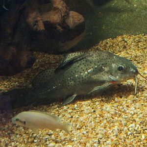 Squeaker catfish (Synodontis sp.) ID