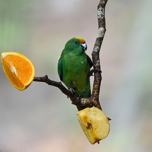 Orange-fronted Parakeet