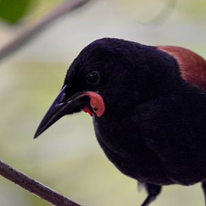 North Island Saddleback