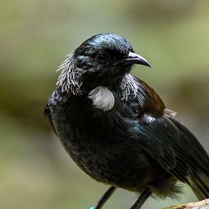 Tui