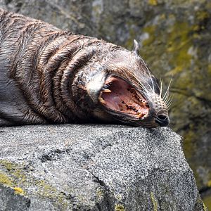 New Zealand Fur Seal