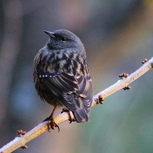 Alpine Accentor (Prunella collaris)
