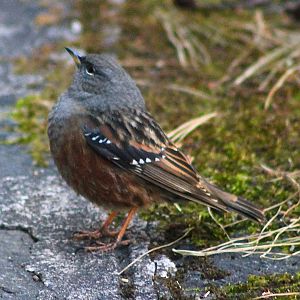 Alpine Accentor (Prunella collaris)