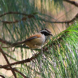 White-browed Fulvetta (Fulvetta vinipectus)