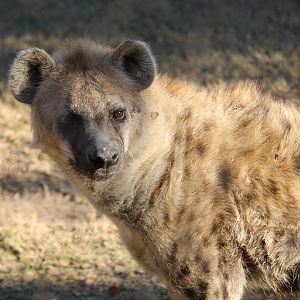 Spotted Hyena (Crocuta crocuta)