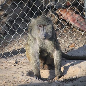 Olive Baboon (Papio anubis)