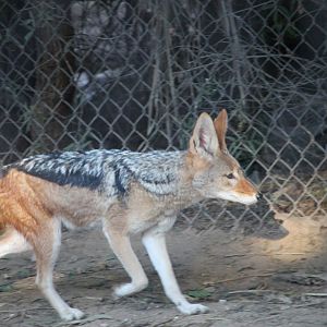 Black-backed Jackal (Lupulella mesomelas)