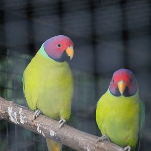 Plum-headed Parakeet (Psittacula cyanocephala)