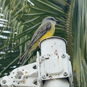 Tropical kingbird (Tyrannus melancholicus)