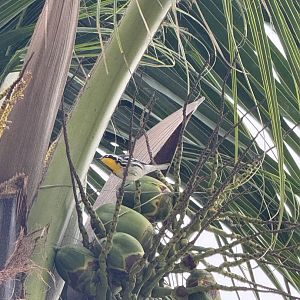 Yellow-throated warbler (Setophaga dominica)