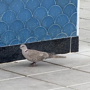 Eurasian collared dove (Streptopelia decaocto)