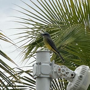 Tropical kingbird (Tyrannus melancholicus)