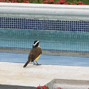 Great kiskadee (Pitangus sulphuratus)