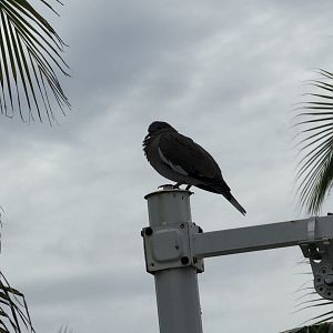 White-winged dove (Zenaida asiatica)