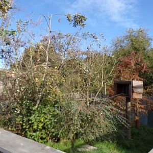 American tree porcupine enclosure 14.10.23 (sorry for poor quality)